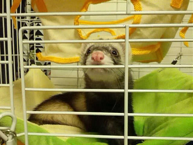チョコ
