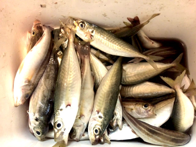 とっとパーク小島　釣果