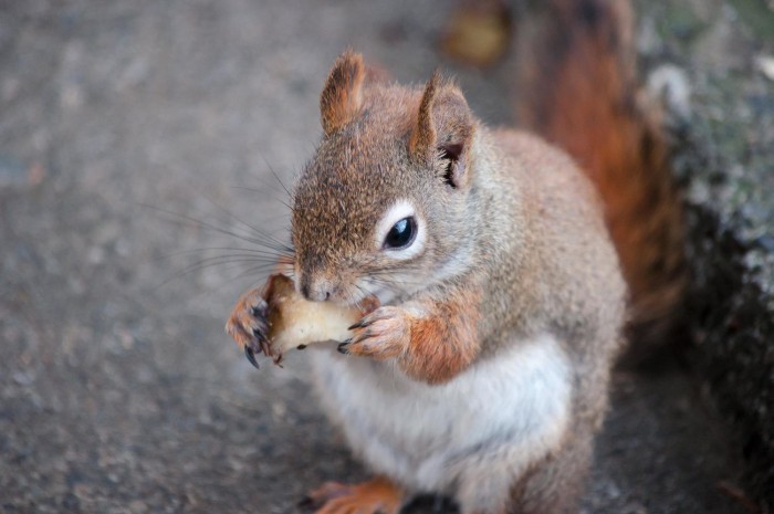 りんごを食べるリス