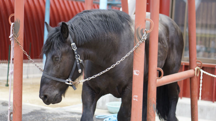 ワールド牧場の馬