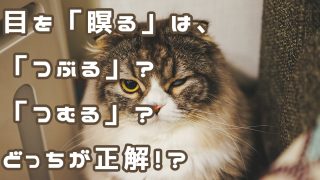 片目で睨む猫